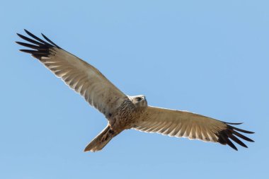 Uçuşta bir bataklık gemisi (Circus aeriginosus)