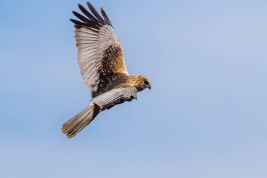 Uçuşta bir bataklık gemisi (Circus aeriginosus)
