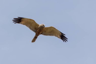 Uçuşta bir bataklık gemisi (Circus aeriginosus)