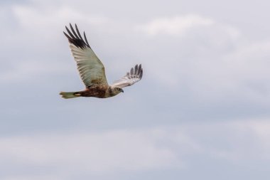 Uçuşta bir bataklık gemisi (Circus aeriginosus)