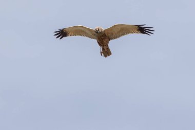 Uçuşta bir bataklık gemisi (Circus aeriginosus)