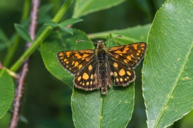 Kuzey Kutbu Kaptanı (Carterocephalus palamonu)