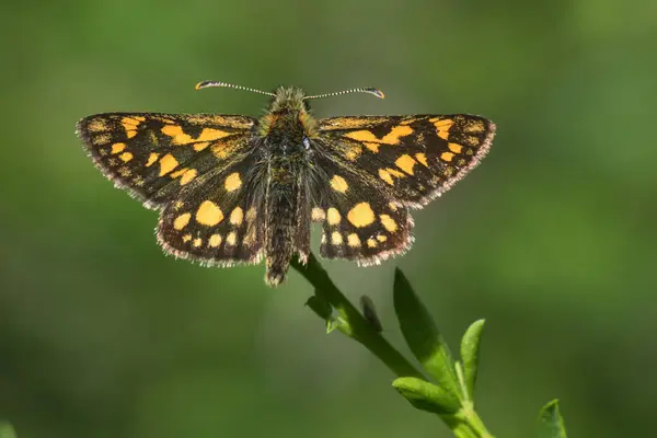 Kuzey Kutbu Kaptanı (Carterocephalus palamonu)