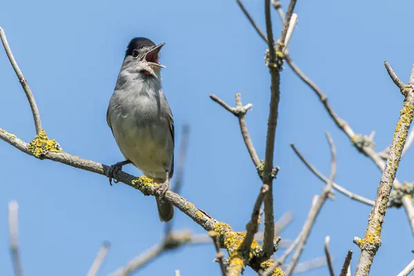 stock image European blackcap (Sylvia atricapilla) is sitting on a branch