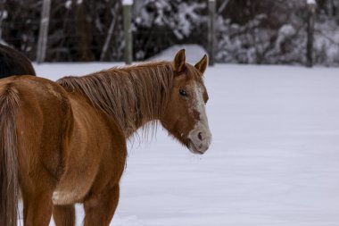 Kahverengi at, kar yağarken kış öğleden sonra karla kaplı çayırda duruyor.