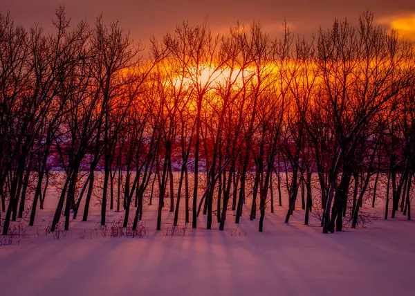 五彩缤纷的橙色和黄色冬日日出映衬在结冰的雪地上 覆盖着白雪的湖面 轮廓分明的树木在刚刚落下的雪地上投下了长长的阴影 图库照片