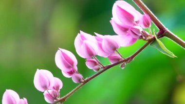 Antigonon leptopusunun 4K Pembe Çiçeği sabahları bahçede yetişir. Filizler yoluyla tutunan ve bahardan sonbahara kadar çiçek üreten hızlı büyüyen bir sarmaşıktır..