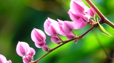 Antigonon leptopusunun 4K Pembe Çiçeği sabahları bahçede yetişir. Filizler yoluyla tutunan ve bahardan sonbahara kadar çiçek üreten hızlı büyüyen bir sarmaşıktır..
