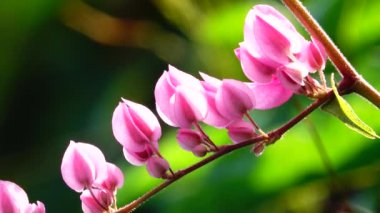 Antigonon leptopusunun 4K Pembe Çiçeği sabahları bahçede yetişir. Filizler yoluyla tutunan ve bahardan sonbahara kadar çiçek üreten hızlı büyüyen bir sarmaşıktır..