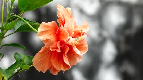 Macro Detaliat Unei Flori Hibiscus Galbene Înfloritoare Floare Hibiscus Înfloreşte — Videoclip de stoc