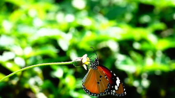 1080P 250Fps Zpomalení Thajský Krásný Motýl Louce Květiny Příroda Venkovní — Stock video