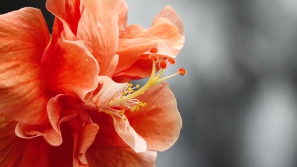 Детальний Макрос Квітучої Жовтої Квітки Гібіскуса Цвіте Квітка Гібіскуса Бутон — стокове відео