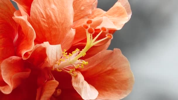 Macro Détaillée Une Fleur Hibiscus Jaune Fleurs Une Fleur Hibiscus — Video