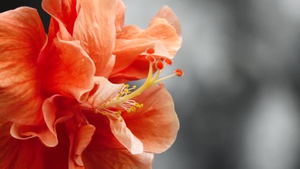 Λεπτομερής Μακροεντολή Ενός Ανθισμένου Κίτρινου Ιβίσκου Ένα Λουλούδι Ιβίσκου Ανθίζει — Αρχείο Βίντεο