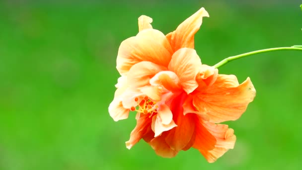 4K黄色のハイビスカスの花の詳細なマクロ ハイビスカスの花を咲かせます 蕾が開き大きな橙色の黄色い花を咲かせます — ストック動画