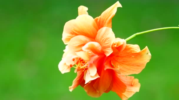 Детальний Макрос Квітучої Жовтої Квітки Гібіскуса Цвіте Квітка Гібіскуса Бутон — стокове відео