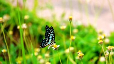 HD 1080p 250 fps ağır çekim Tayland güzel kelebeği çayır çiçekleri doğa