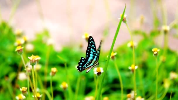 1080P 250Fps Cámara Lenta Tailandesa Hermosa Mariposa Prado Flores Naturaleza — Vídeos de Stock