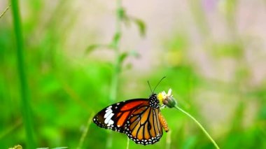 HD 1080p 250 fps ağır çekim Tayland güzel kelebeği çayır çiçekleri doğa