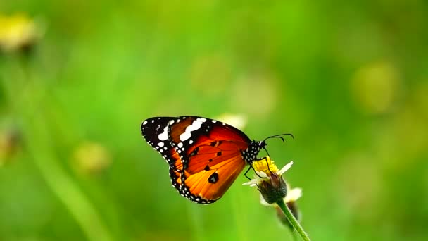 1080P 250Fps Замедленной Съемки Тайский Красивый Бабочка Лугу Цветы Природа — стоковое видео
