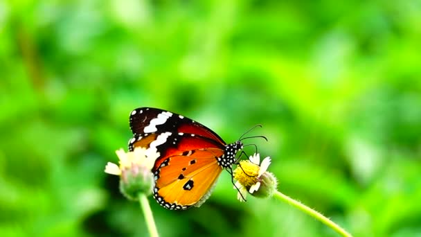 1080P 250Fps Powolny Ruch Tajski Piękny Motyl Łące Kwiaty Natura — Wideo stockowe