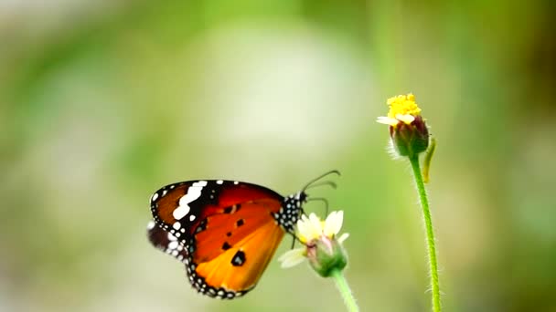 1080P 250Fps Powolny Ruch Tajski Piękny Motyl Łące Kwiaty Natura — Wideo stockowe