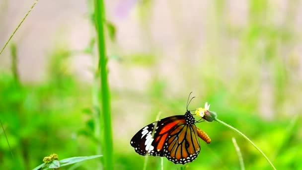 1080P 250Fps Slow Motion Thai Smukke Sommerfugl Eng Blomster Natur – Stock-video