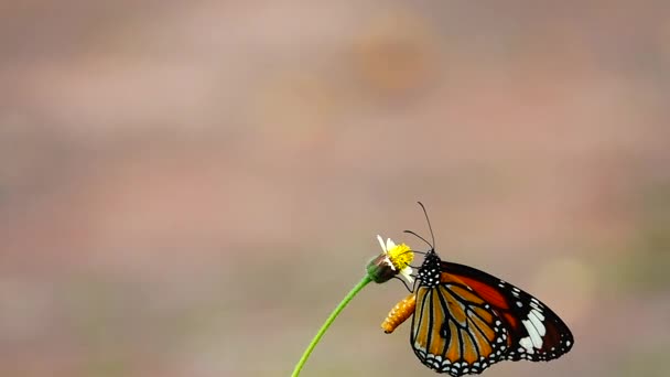 1080P 250Fpsのスローモーション牧草地の花でタイの美しい蝶自然屋外 — ストック動画