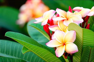 Ağaçta çok renkli güzel bir tesisat.                           