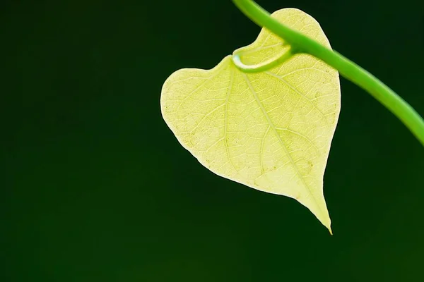 Πρωινές Δόξες Πλούσια Πράσινα Φύλλα Σχήμα Καρδιάς — Φωτογραφία Αρχείου