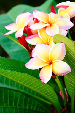 Ağaçta çok renkli güzel bir tesisat.                    