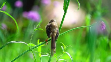 4K Birds in the flower field in nature