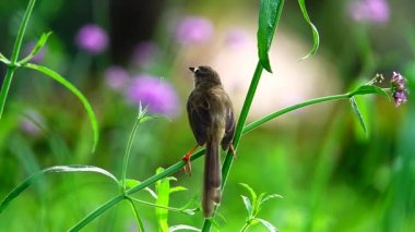 4K Birds in the flower field in nature