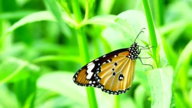 Thai güzel kelebeği çayır çiçeklerinde doğa açık havada