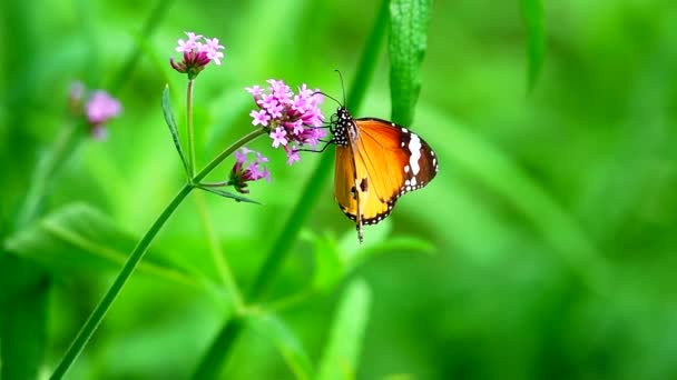 Thai Güzel Kelebeği Çayır Çiçeklerinde Doğa Açık Havada — Stok video