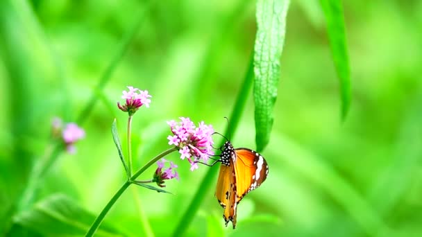 Thai Beautiful Butterfly Meadow Flowers Nature Outdoor — Stockvideo