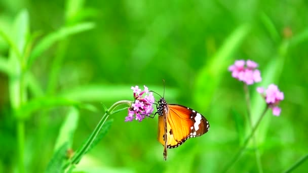 Thailändska Vackra Fjäril Äng Blommor Natur Utomhus — Stockvideo