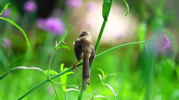 Птахи Квітковому Полі Природі — стокове відео