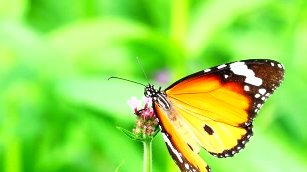 Тайський Прекрасний Метелик Лузі — стокове відео