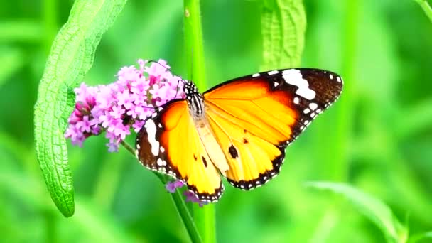 牧草地の花でタイの美しい蝶自然屋外 — ストック動画