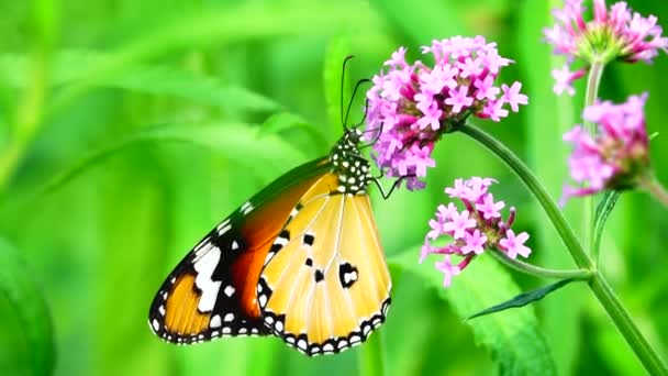 Tailandesa Hermosa Mariposa Pradera Flores Naturaleza Aire Libre — Vídeo de stock