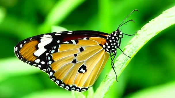 泰国美丽的蝴蝶在草地上绽放 大自然在户外 — 图库视频影像