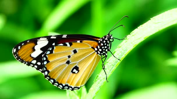 Tailandesa Hermosa Mariposa Pradera Flores Naturaleza Aire Libre — Vídeo de stock