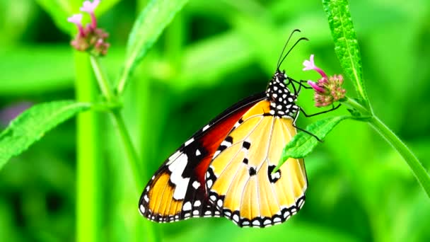 Tajski Piękny Motyl Łące Kwiaty Natura Zewnątrz — Wideo stockowe
