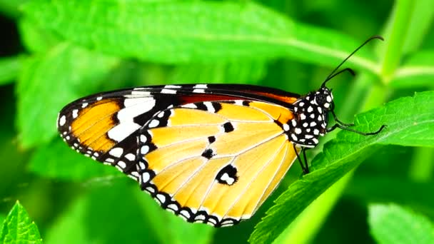 Ταϊλανδέζικη Όμορφη Πεταλούδα Στο Λιβάδι Λουλούδια Φύση Εξωτερική — Αρχείο Βίντεο