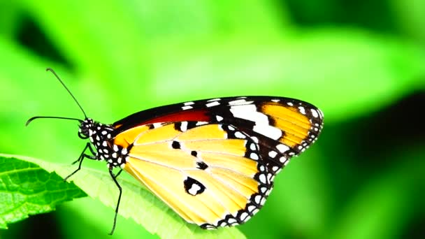 牧草地の花でタイの美しい蝶自然屋外 — ストック動画