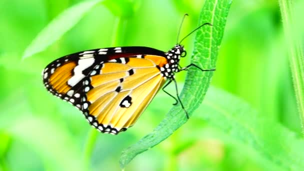 Thai Beautiful Butterfly Meadow Flowers Nature Outdoor — 图库视频影像