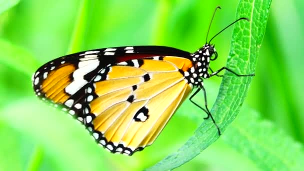 Thai Bella Farfalla Sul Prato Fiori Natura All Aperto — Video Stock