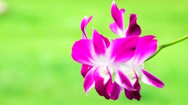4K Thai pembe orkide çiçekleri doğa arka planında izole.