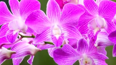 4K Thai pembe orkide çiçekleri doğa arka planında izole.